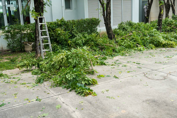 How Our Tree Care Process Works  in  Alexandria Bay, NY