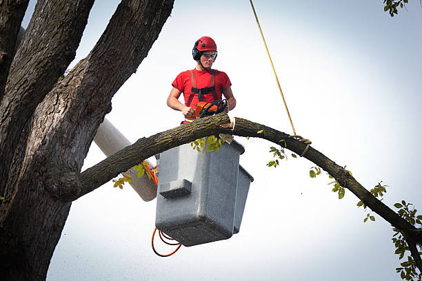 Alexandria Bay, NY Tree Care Services Company